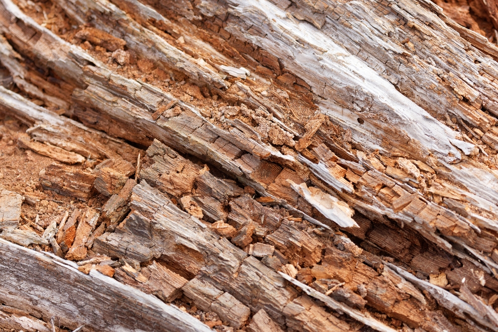 How Our Expert Dry Rot Repair Services Can Save You Money in the Long Run