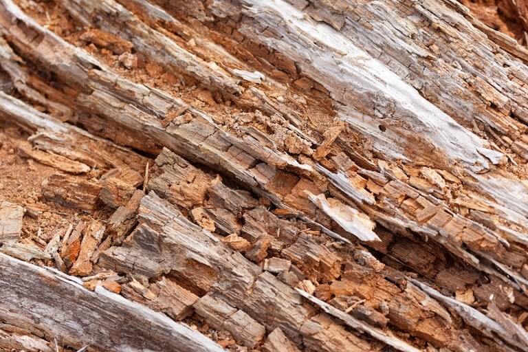 How to Repair Dry Rot Wood: The Ultimate Guide by Got Rot