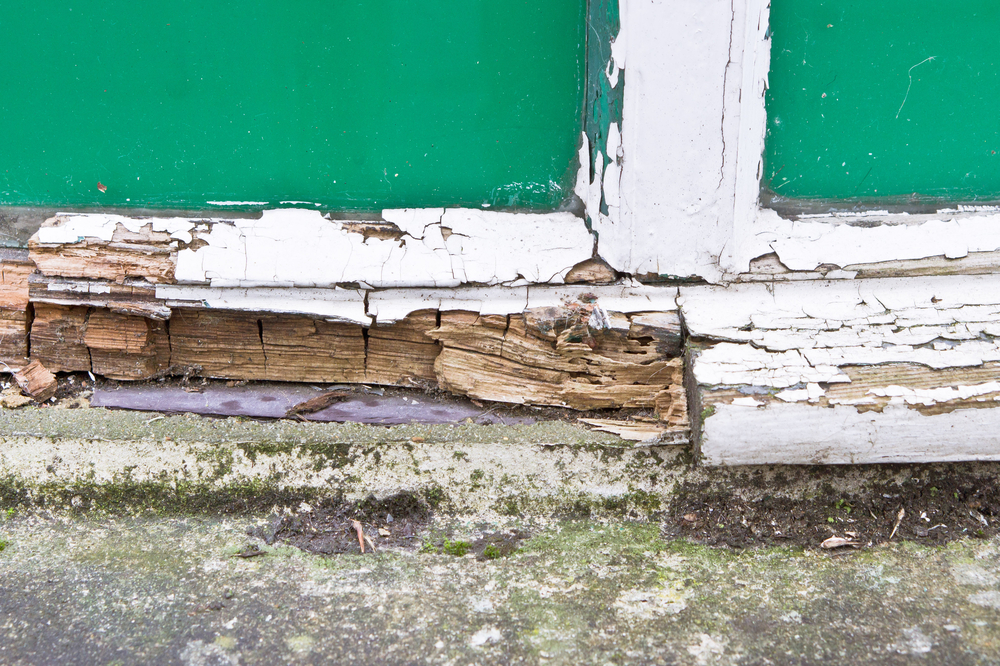 Does Home Insurance Cover Dry Rot Repair? Understanding Your Coverage
